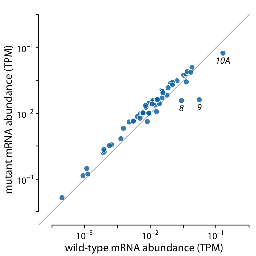 Gene expression levels in a mutant bacteriophage T7 relative to wild-type. Gene expression levels are measured by mRNA abundances, in transcripts per million (TPM). Each dot corresponds to one gene. In the mutant bacteriophage T7, the promoter in front of gene 9 was deleted, and this resulted in reduced mRNA abundances of gene 9 as well as the neighboring genes 8 and 10A (highlighted). Data source: Paff et al. (2018)