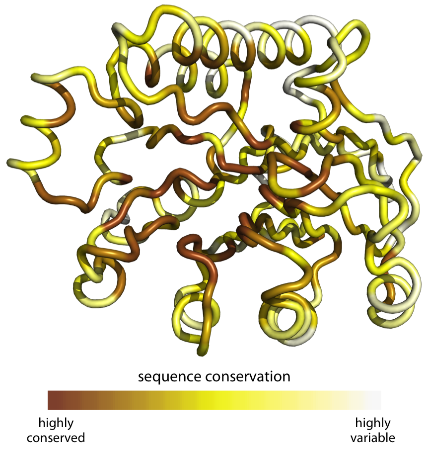 Patterns of evolutionary variation in a protein. The colored tube represents the backbone of the protein Exonuclease III from the bacterium Escherichia coli (Protein Data Bank identifier: 1AKO). The coloring indicates the evolutionary conservation of the individual sites in this protein, with dark coloring indicating conserved amino acids and light coloring indicating variable amino acids. Data source: Marcos and Echave (2015)