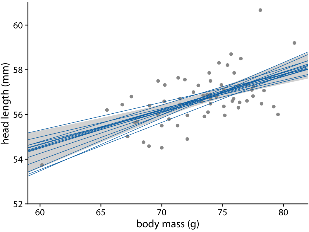 Head length versus body mass for male blue jays. In contrast to Figure 16.15, the straight blue lines now represent equally likely alternative fits randomly drawn from the posterior distribution. Data source: Keith Tarvin, Oberlin College