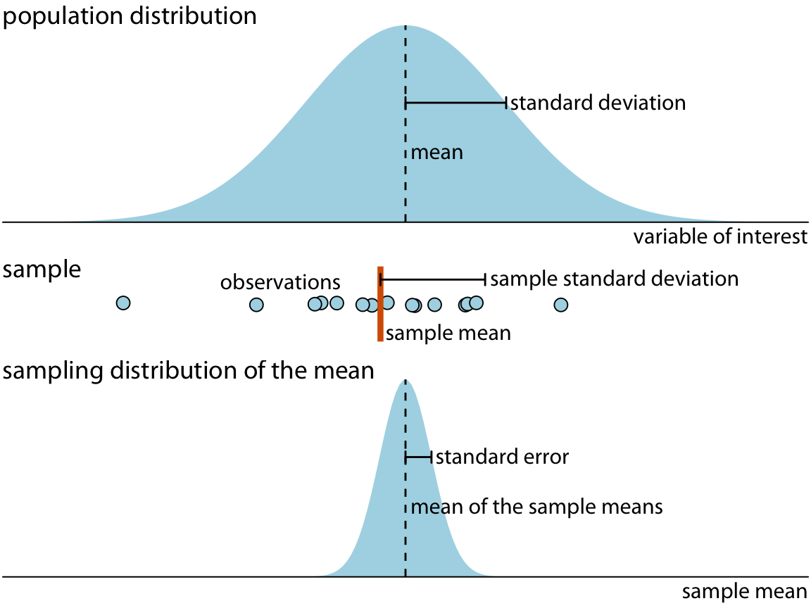 Key concepts of statistical sampling. The variable of interest that we are studying has some true distribution in the population, with a true population mean and standard deviation. Any finite sample of that variable will have a sample mean and standard deviation that differ from the population parameters. If we sampled repeatedly and calculated a mean each time, then the resulting means would be distributed according to the sampling distribution of the mean. The standard error provides information about the width of the sampling distribution, which informs us about how precisely we are estimating the parameter of interest (here, the population mean).